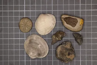 shells and fossils on a mat together