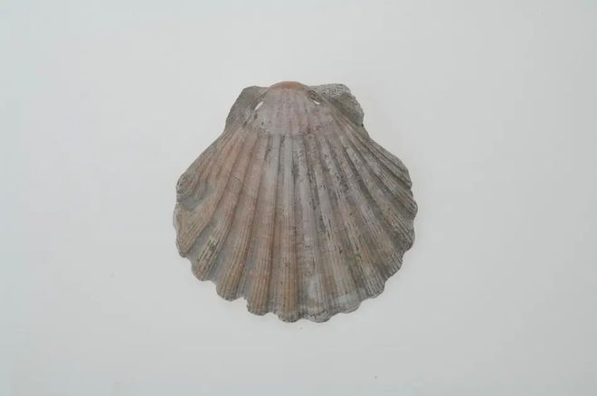 scalloped sea shell 