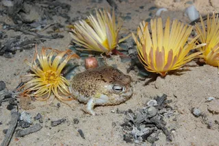 desert frog in the desert surrounded by plants