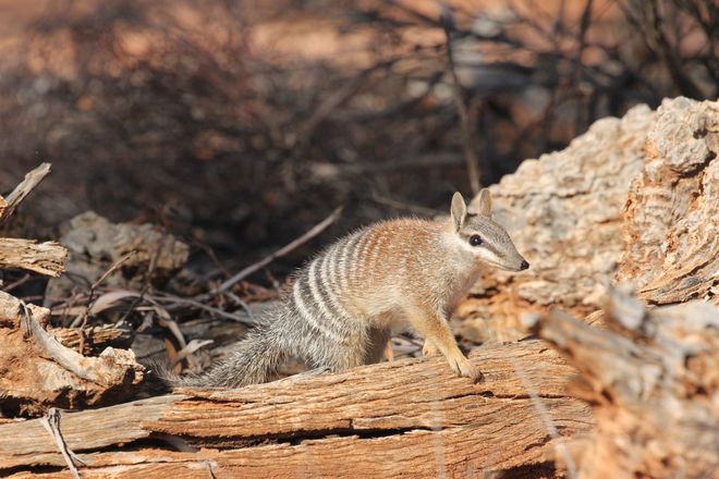 numbat on a log 