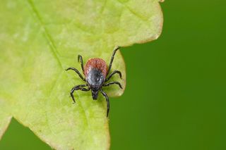 blacklegged tick on a leaf 