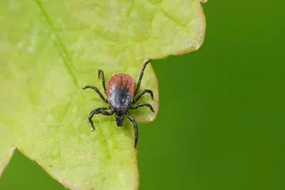 blacklegged tick on a leaf 