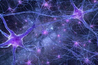 brain neurons