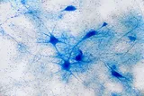 Neurons under the microscope