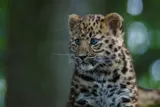 Critically endangered Amur leopard cub, one of the world’s rarest big cats, sitting against a blurred green background.