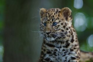 Critically endangered Amur leopard cub, one of the world’s rarest big cats, sitting against a blurred green background.
