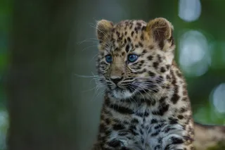 Critically endangered Amur leopard cub, one of the world’s rarest big cats, sitting against a blurred green background.