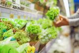 Cyclosporiasis Cases Top 3,000 in the Midwest as Lettuce Emerges as a Suspected Source