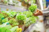 Lettuce in a grocery store
