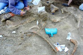 Dinosaur fossil bones from an Edmontosaurus annectens monodominant bonebed