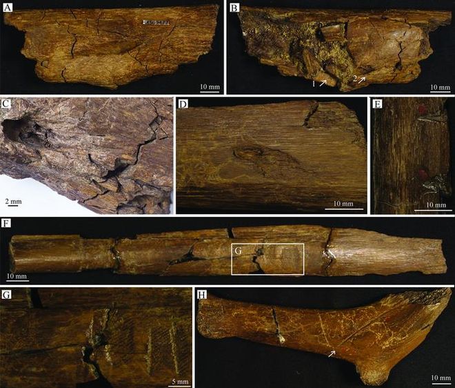 Identifying tooth traces on rib specimens from bonebed