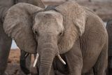 Elephants May Hear Ground Vibrations Through Their Bones, Helping Them to Communicate Over 6 Miles