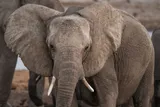 Elephant with large ears standing near a waterhole, illustrating how elephants detect ground vibrations and communicate over long distances.
