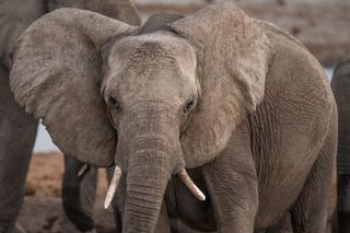 Elephant with large ears standing near a waterhole, illustrating how elephants detect ground vibrations and communicate over long distances.