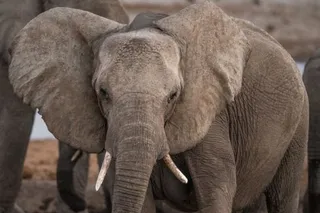Elephant with large ears standing near a waterhole, illustrating how elephants detect ground vibrations and communicate over long distances.
