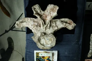 large Uragasaurus kalasinensis vertebra