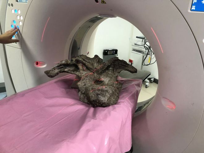 Uragasaurus kalasinensis being scanned in an MRI