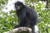 A New Orange-Faced Monkey Was Discovered Deep in the Congo &mdash; and It May Already Be Endangered