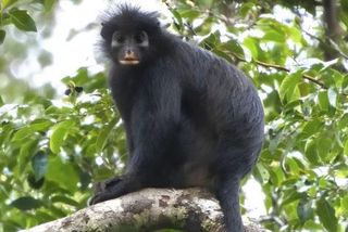 Discovery of Colobus congoensis, monkey in Africa