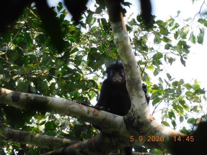 Colobus congensis in the wild Colobus congensis in the wild