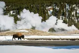 hydrothermal vent on a winter day in yellowstone while a bison walks by 