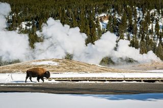 hydrothermal vent on a winter day in yellowstone while a bison walks by 