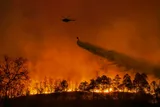 Forest fires