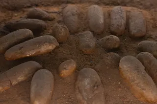 Fossilized dinosaur nest 