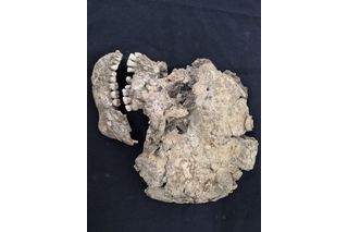 ancient skull of Qazfeh 25