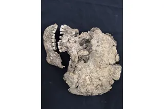 ancient skull of Qazfeh 25