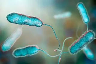 Legionella bacterium
