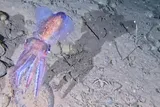 Iridescent Arctic bobtail squid