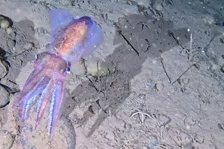 Iridescent Arctic bobtail squid
