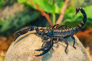 An emperor scorpion. (Credit: By Vova Shevchuk/Shutterstock)