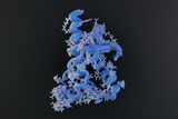 Prion Diseases May Begin When Proteins Misfold, Triggering Rapid Brain Damage