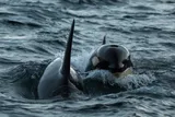 Two orcas above water 