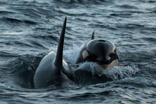 Two orcas above water 