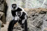 two Black-and-white ruffed lemurs in an enclosure 