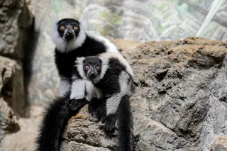 two Black-and-white ruffed lemurs in an enclosure