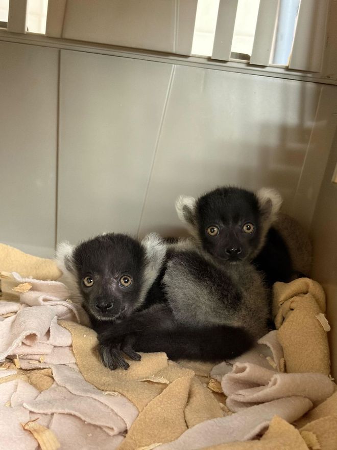 Baby lemurs Tonga and Maso Baby lemurs Tonga and Maso