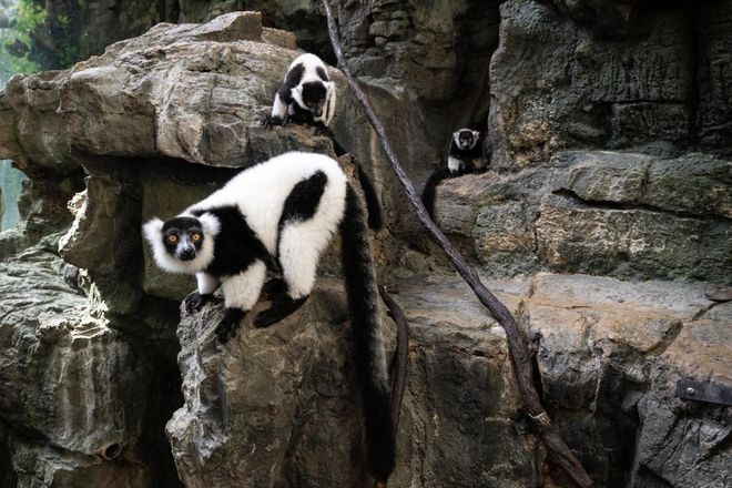 lemur troop lemur troop