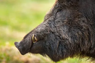 Tusks on a boar