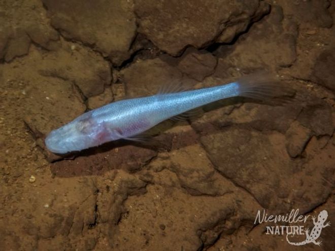 The new eyeless Demon Cavefish species swimming above the rocky floor of Alabama’s Bobcat Cave. The new eyeless Demon Cavefish species swimming above the rocky floor of Alabama’s Bobcat Cave.