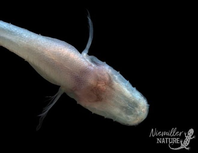 Top view of the new eyeless Demon Cavefish species, showing its pale skin and lack of visible eyes. Top view of the new eyeless Demon Cavefish species, showing its pale skin and lack of visible eyes.