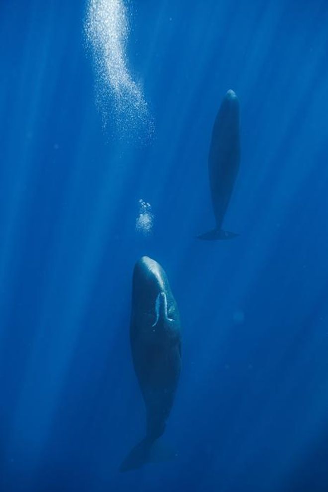 Sperm whale sleeping vertically Sperm whale sleeping vertically