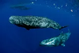 Sperm whales 