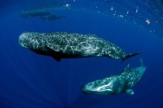 Sperm whales 