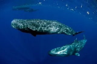 Sperm whales
