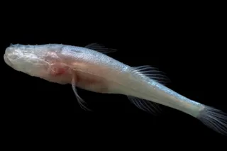 Lateral view of the pale, eyeless Demon Cavefish, a new species discovered in Alabama’s Bobcat Cave.