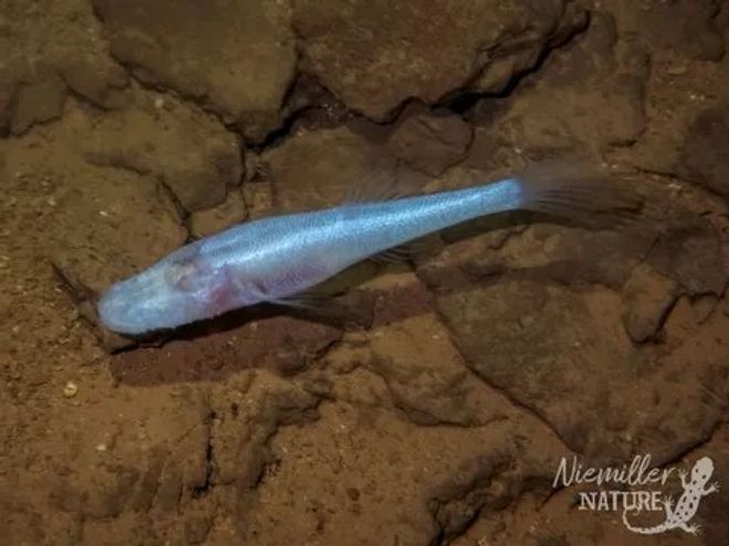 the new demon cavefish species swimming in cave waters